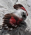 Wallcreeper - Tichodroma muraria © Teresa Farino